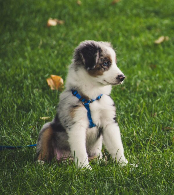 cane cucciolo su prato